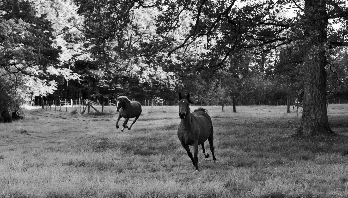 chevaux centre équestre dans la Loire près de Roanne