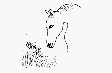 illustration cheval centre équestre
